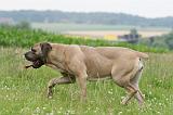 CANE CORSO 1116